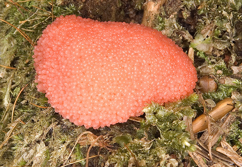 Tubifera ferruginosa (Batsch) J.F. Gmel.